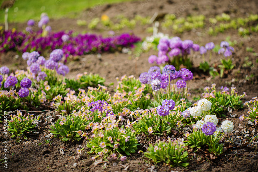 Obraz premium primrose in the spring garden