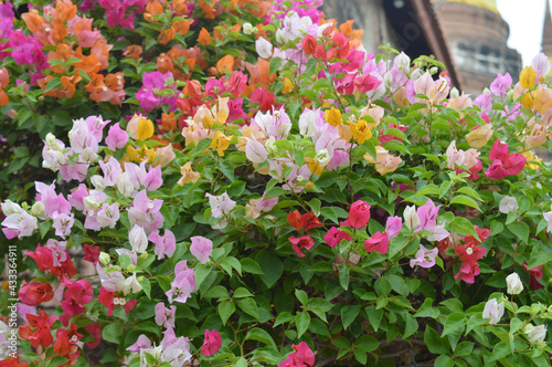 Multicolor confetti flowers  Bougainvillea  bushes in Southeast Asia