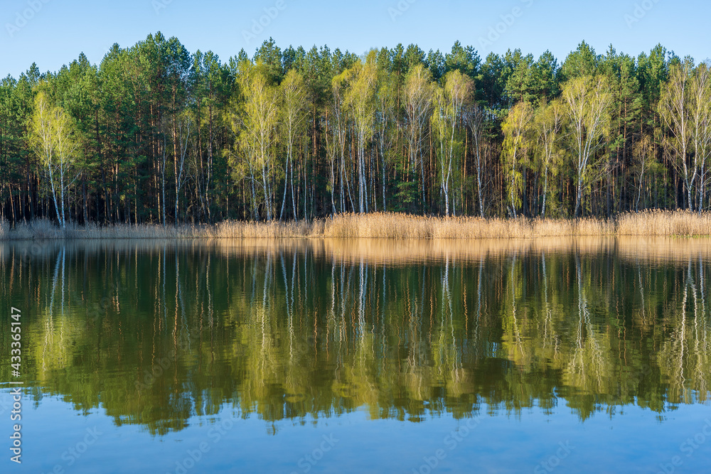 Spring forest on a calm lake in Ukraine. Nature and travel concept
