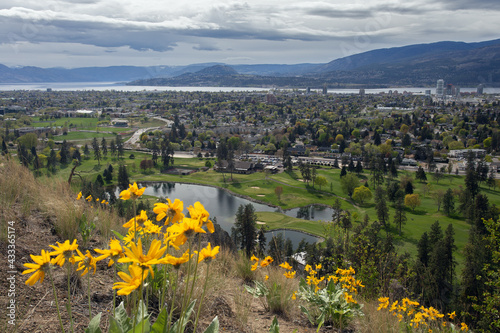 View of Kelowna with Arrowleaf Balsamroot on Foreground.  Kelowna's Official Flower: The Arrowleaf Balsamroot.  Symbol of Kelowna photo