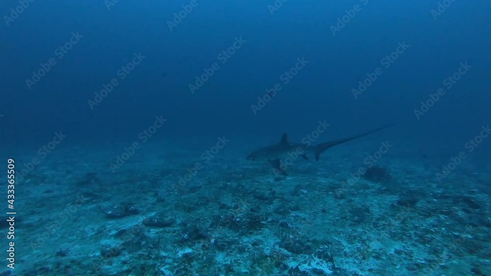 Pelagic Thresher Fox Shark with a big tail, Alopias pelagicus, underwater swim in blue ocean looking for food fish hunting. Divers watching sharks. Scuba Diving in Maldives sea water. Pelagic Thresher Fox Shark with a big tail, Alopias pelagicus, underwater swim in blue ocean looking for food fish hunting. Divers watching sharks. Scuba Diving in Maldives sea water.