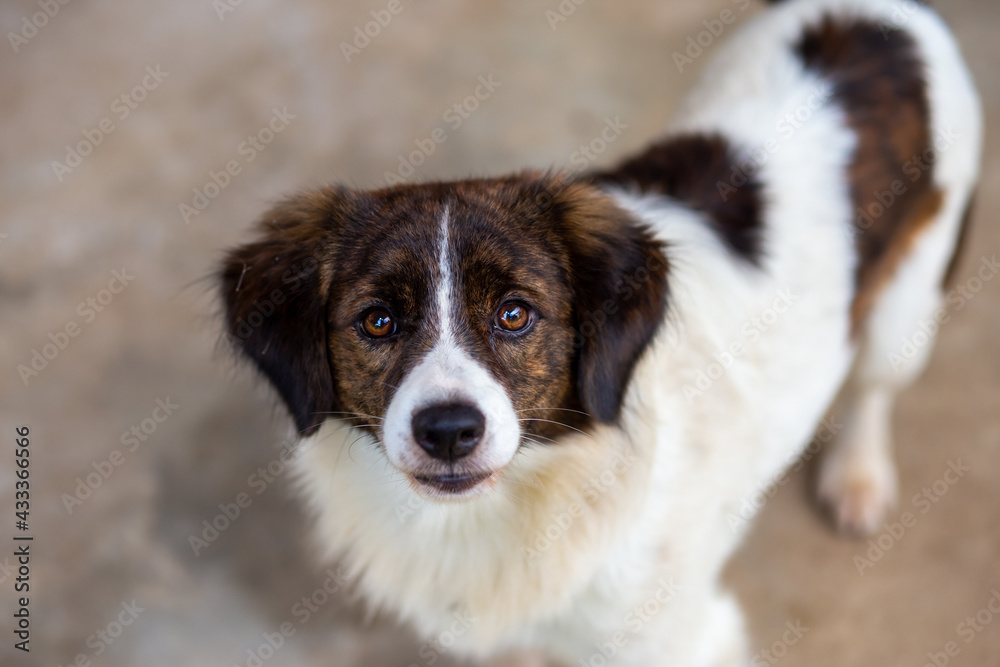 Stray dog ​​white-brown head funny face looking Thai dog