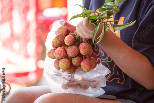 The female merchant is bringing a bunch of fresh red lychees into a plastic bag for a customer.