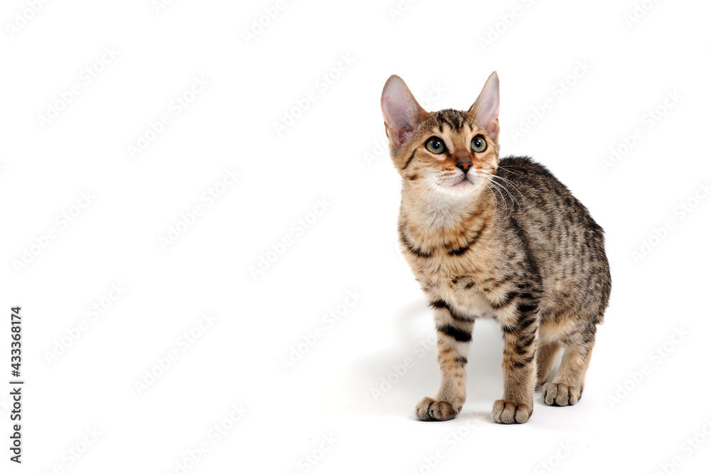 Fototapeta premium A purebred smooth-haired cat stands on a white background