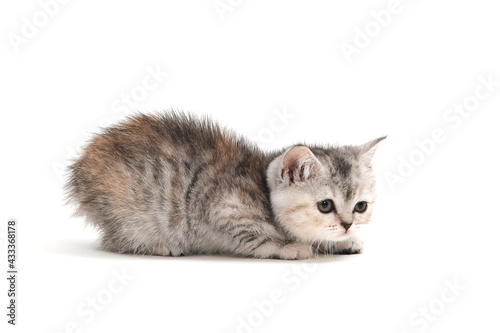 a striped purebred kitten sits on a white background