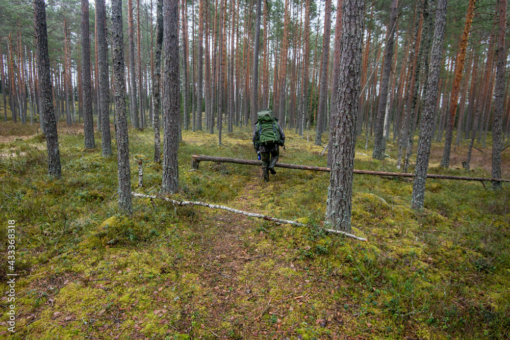 Fototapeta premium A man with a backpack walks through the green forest. High quality photo