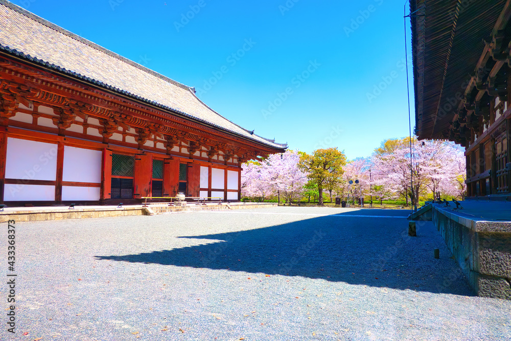京都、東寺の春の境内