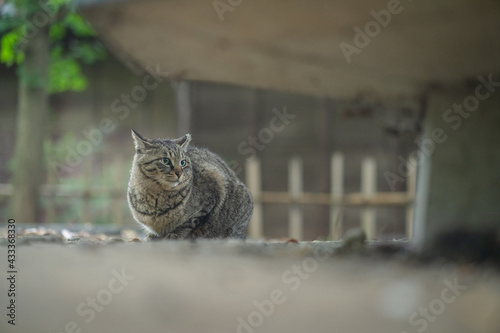 上を見上げるキジトラ猫