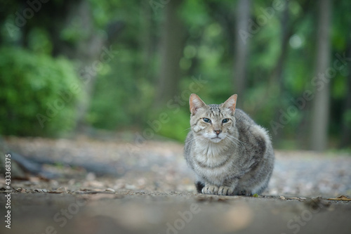緑の中で