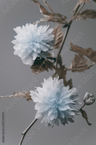 Japanese flowers, branch on a gray background, studio shoot.