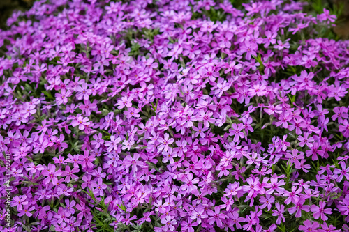 Beautiful flowers in the park on nature background