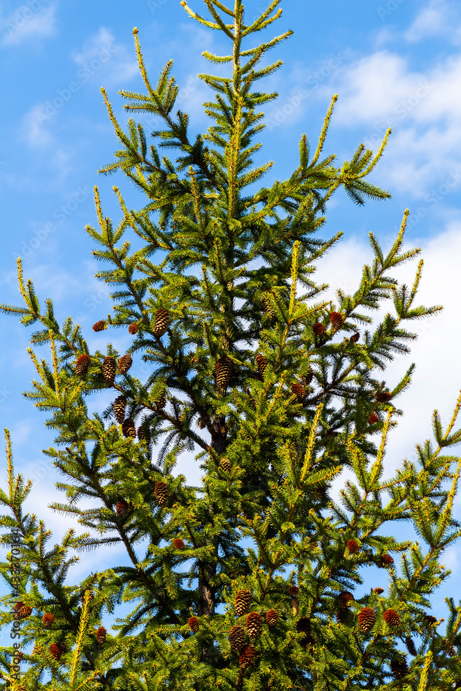 Decorative fir tree with brown cones close-up. Decorative fir tree with brown cones close-up.