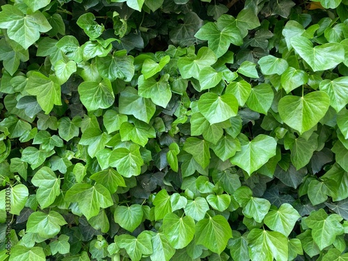 Evergreen ivy’s leaves background
