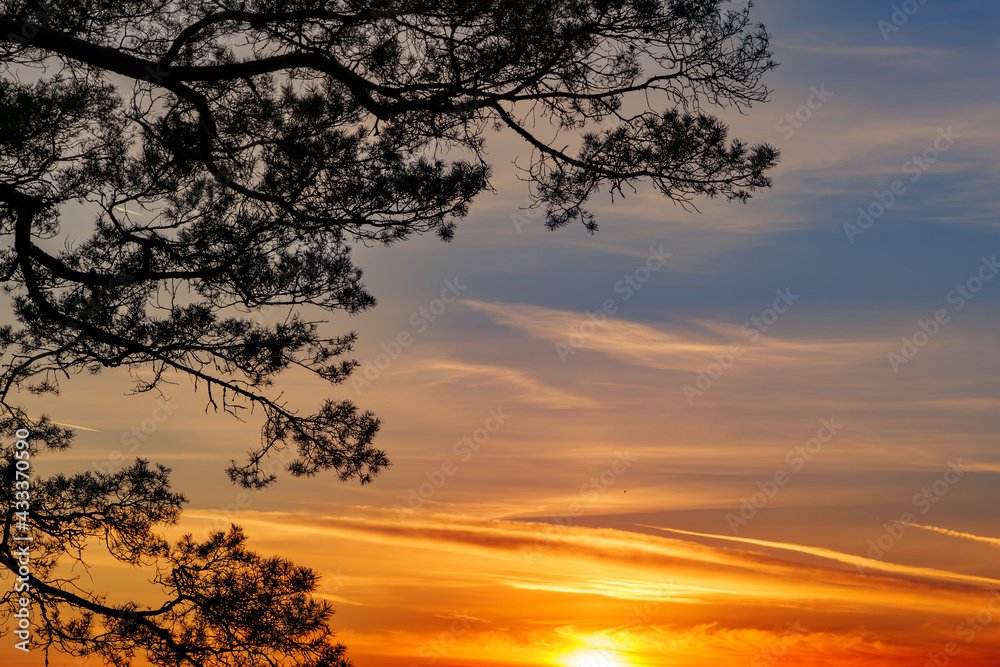 a branch with leaves at sunset, beautiful magical background with bokeh