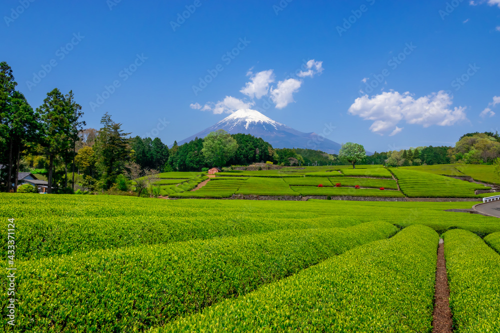 富士山と茶畑　大淵笹場　2021年