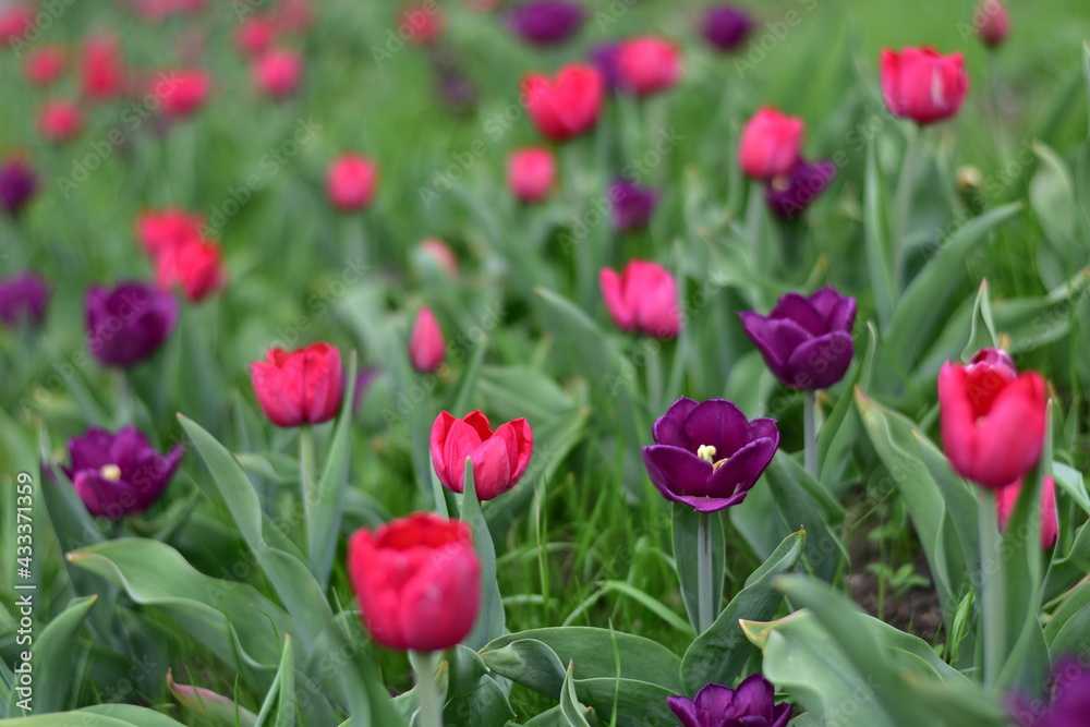 Early spring. The first blooming red and purple tulips.