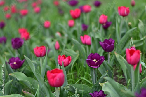 Early spring. The first blooming red and purple tulips.