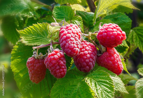 Ripe raspberry in the fruit garden. Growing Organic Berries closeup.