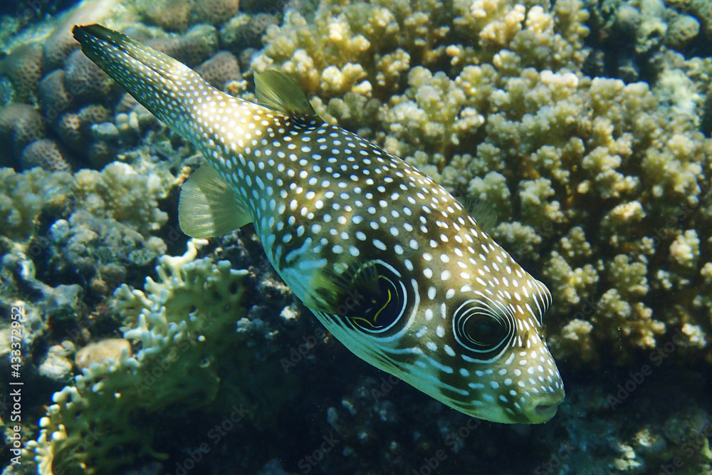 White-spotted puffer (Arothron hispidus)