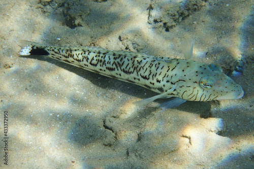 Speckled sandperch  parapercis hexophthalma 