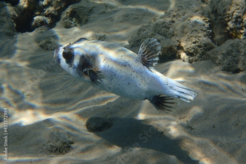 The masked puffer, Arothron diadematus fish