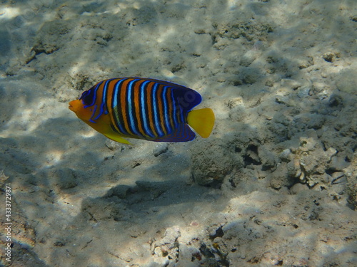 Regal angelfish (Pygoplites diacanthus) in the coral reef