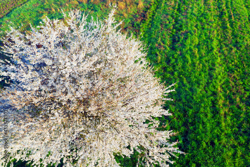 Aerial drone photo of flowering fields