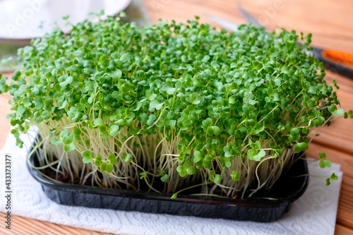 Microgreens in a black container. Young sprouts of cabbage