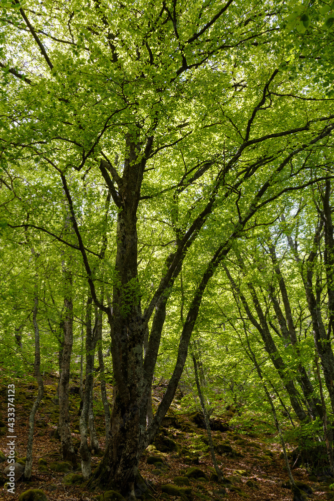 Beech forest in spring. Fagus sylvatica. Beech forest in spring. Fagus sylvatica.