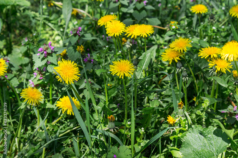 Yellow dandelions are blooming among the grass. Yellow dandelions are blooming among the grass.