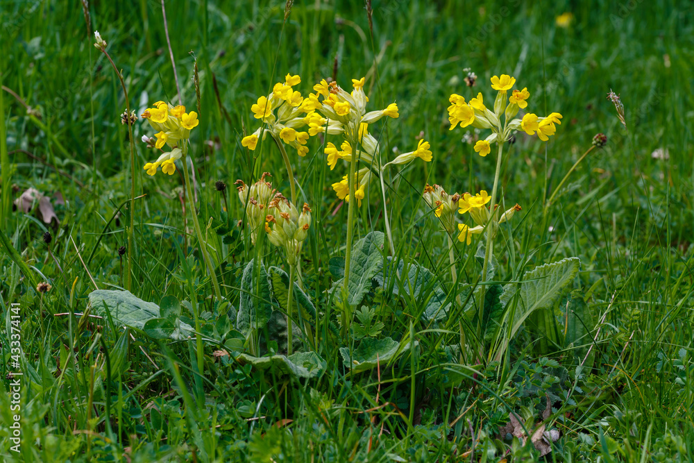 Primula veris. Primrose plants in the meadow with yellow flowers. Primula veris. Primrose plants in the meadow with yellow flowers.