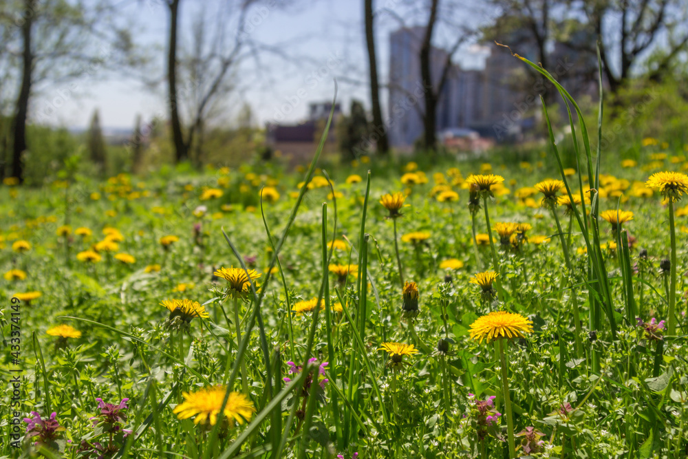 Obraz premium Dandelions are blooming in the meadow among the grass. High-rise buildings in the distance