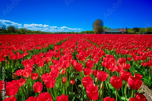 Field of red coloured tulips in Lisse Holland photo