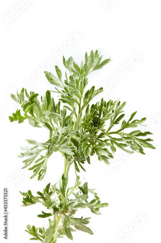 Artemisia absinthium. Wormwood branch isolated on white background. Cosmetics and medical plant.