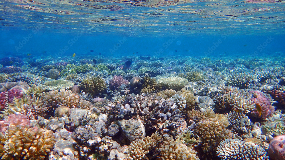 coral reef in Egypt, Makadi Bay coral reef in Egypt, Makadi Bay