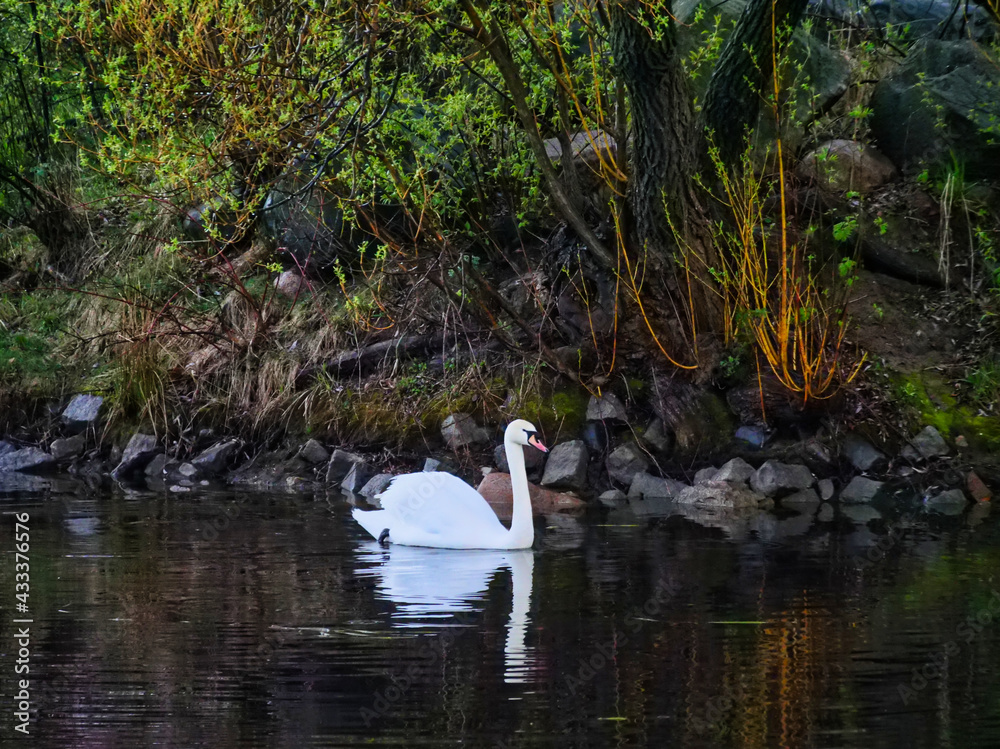 Beautiful lone white swan swimming in a pond