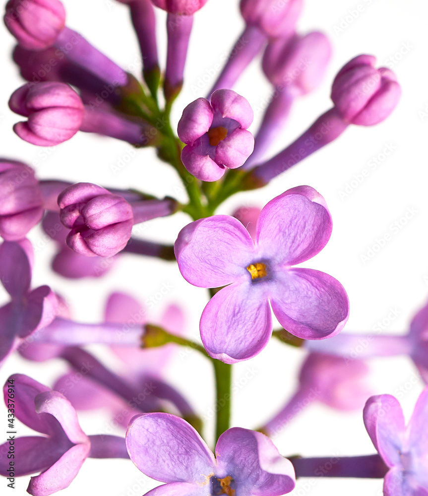 lilac flower growing on white background lilac flower growing on white background