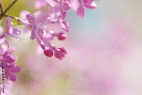 close up of purple lilac flower © Jessica