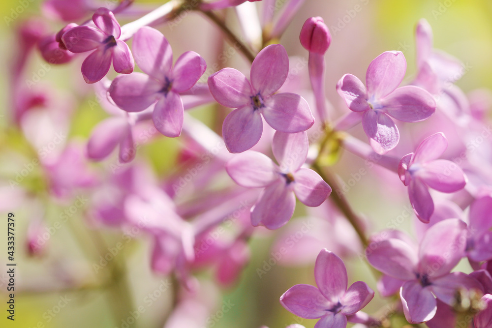 close up of purple lilac flower close up of purple lilac flower