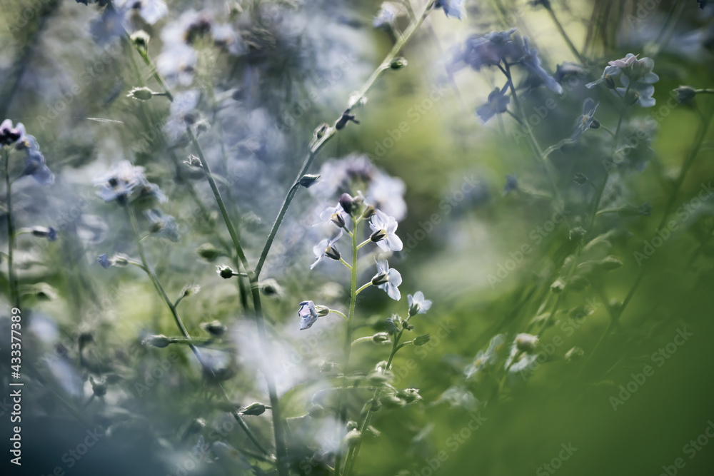 Forget-me-not (Myosotis) flowers blooming Forget-me-not (Myosotis) flowers blooming