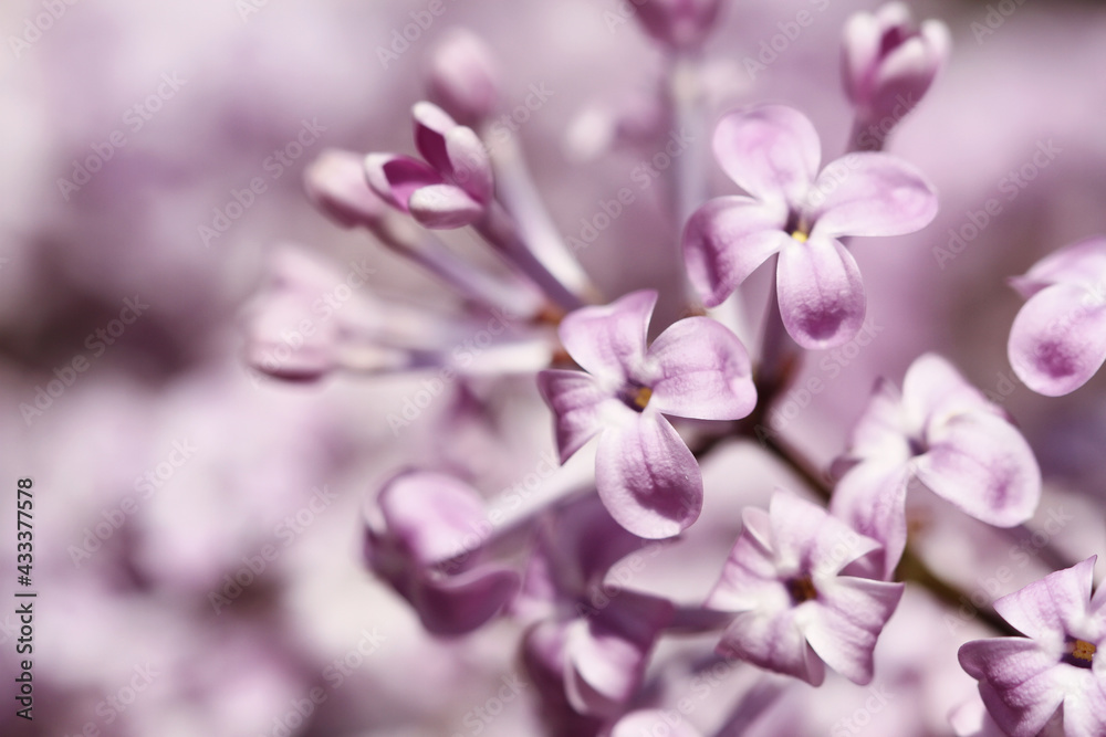 close up of lilac flowers