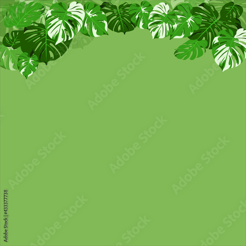 vector of Monstera Leaf with green and white color