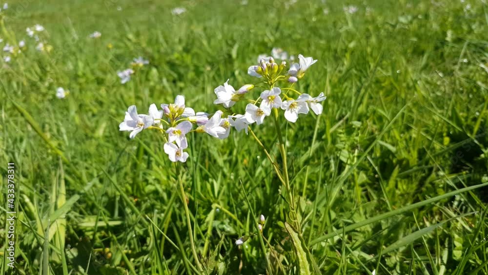 Side view close up of Cuckoo flower moving in the wind, also called Cardamine pratensis or Wiesen Schaumkraut Side view close up of Cuckoo flower moving in the wind, also called Cardamine pratensis or Wiesen Schaumkraut