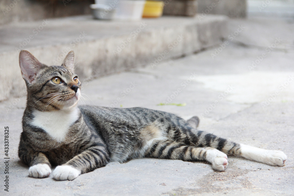 Naklejka premium portrait of a cat