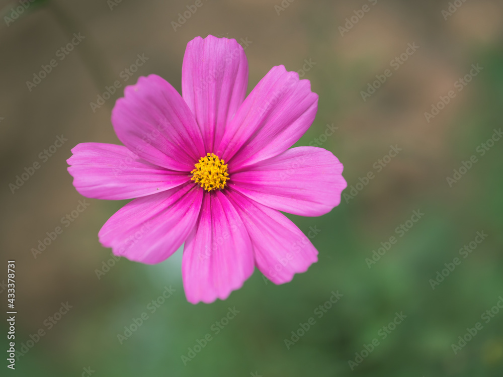 Bokeh macro close-up photo of early summer pink autumn English flowers Bokeh macro close-up photo of early summer pink autumn English flowers