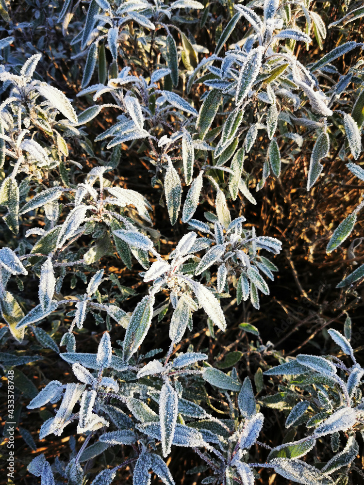 Fototapeta premium frozen salvia plant in the winter
