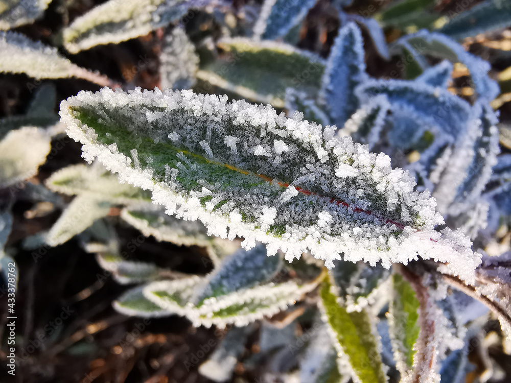 Naklejka premium frozen salvia plant in the winter