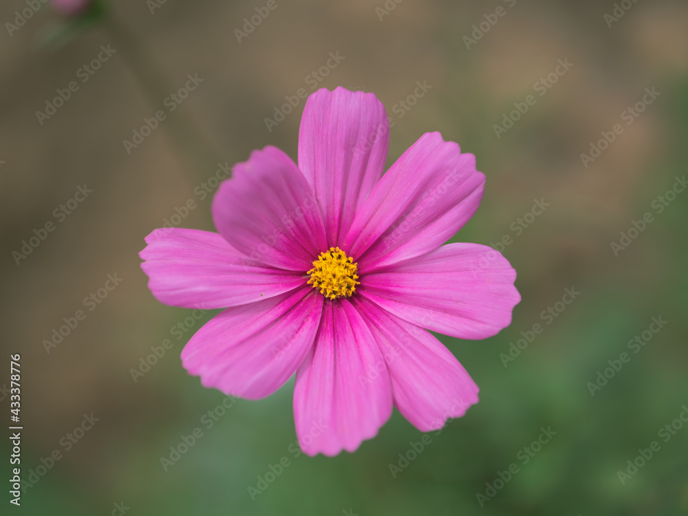 Bokeh macro close-up photo of early summer pink autumn English flowers Bokeh macro close-up photo of early summer pink autumn English flowers
