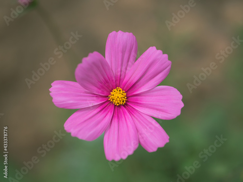 Bokeh macro close-up photo of early summer pink autumn English flowers