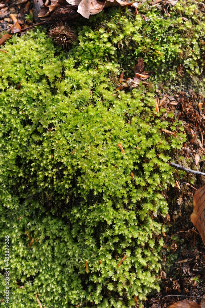 Fresh green moss in the forest after rain